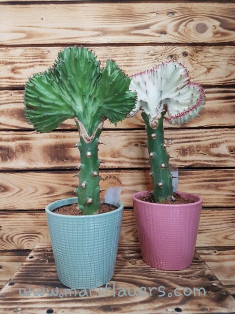 Euphorbia Lactea