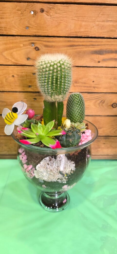 Cactus Copa Cristal