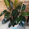Ficus