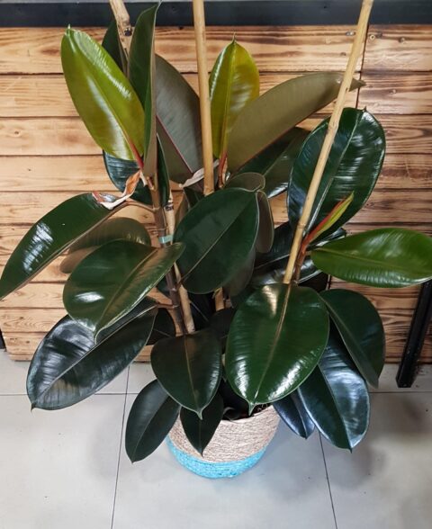 Ficus