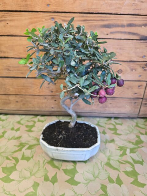 Bonsai Olivo