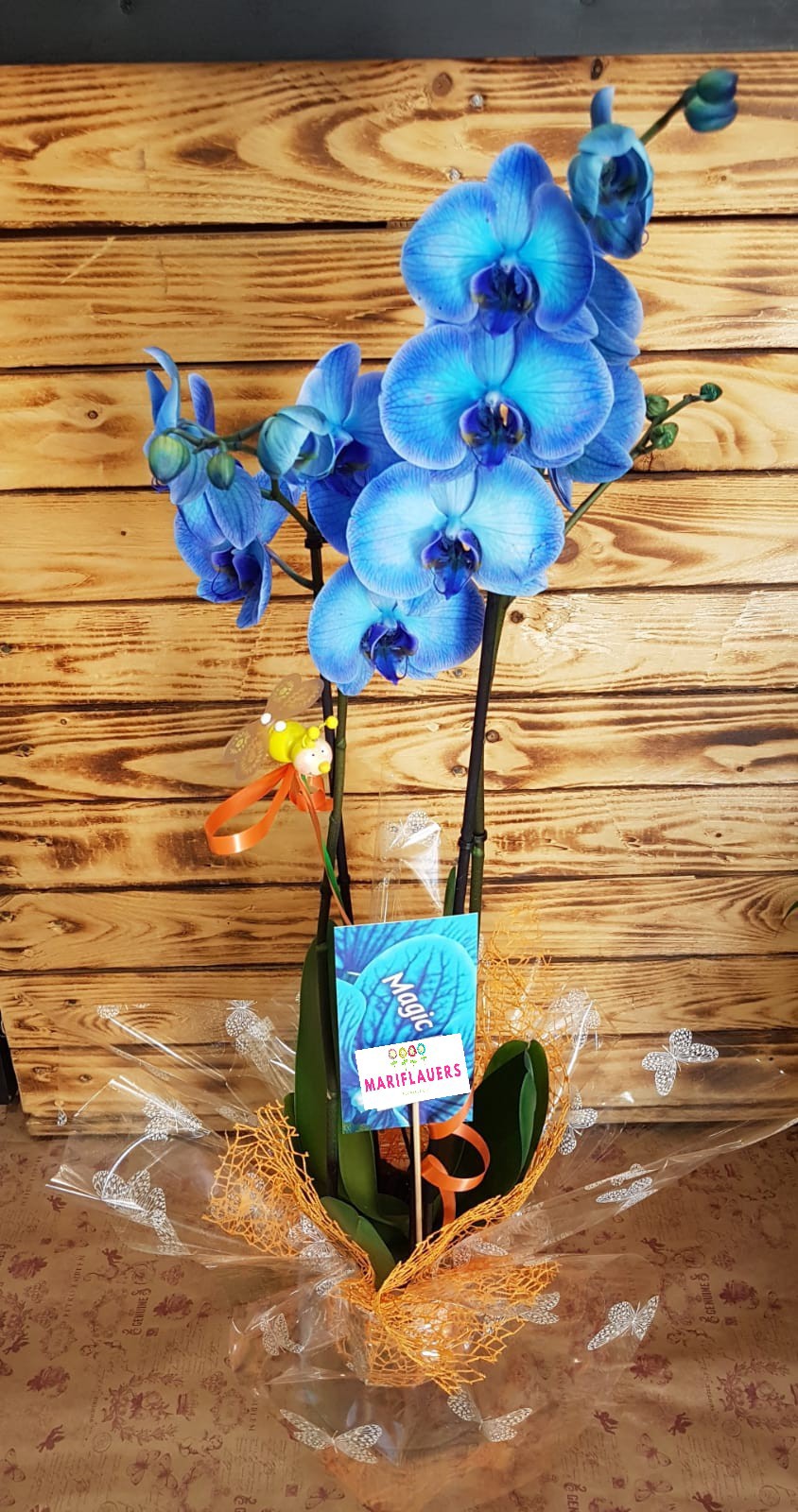 Phalaenosis Azul