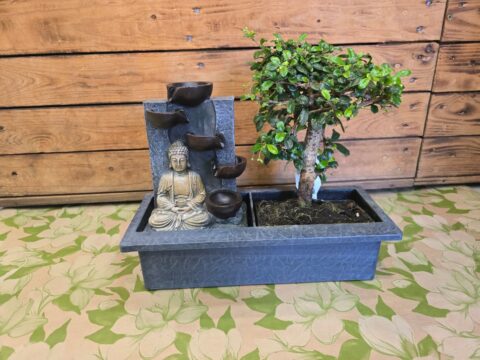 Fuente bonsai