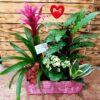 Plantas Amazonia