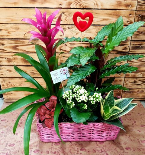 Plantas Amazonia