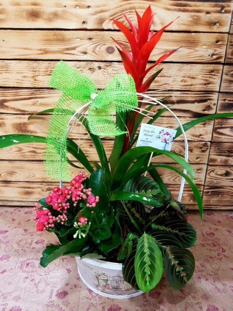 Plantas Selva