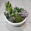 Crasa Cactus