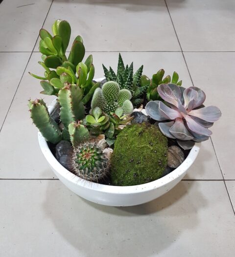 Crasa Cactus