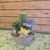 Tricactus