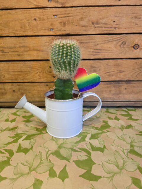 Cactus Japan