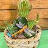 Triton Cactus