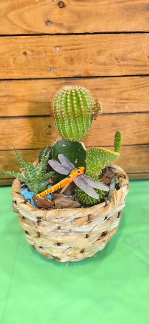 Triton Cactus